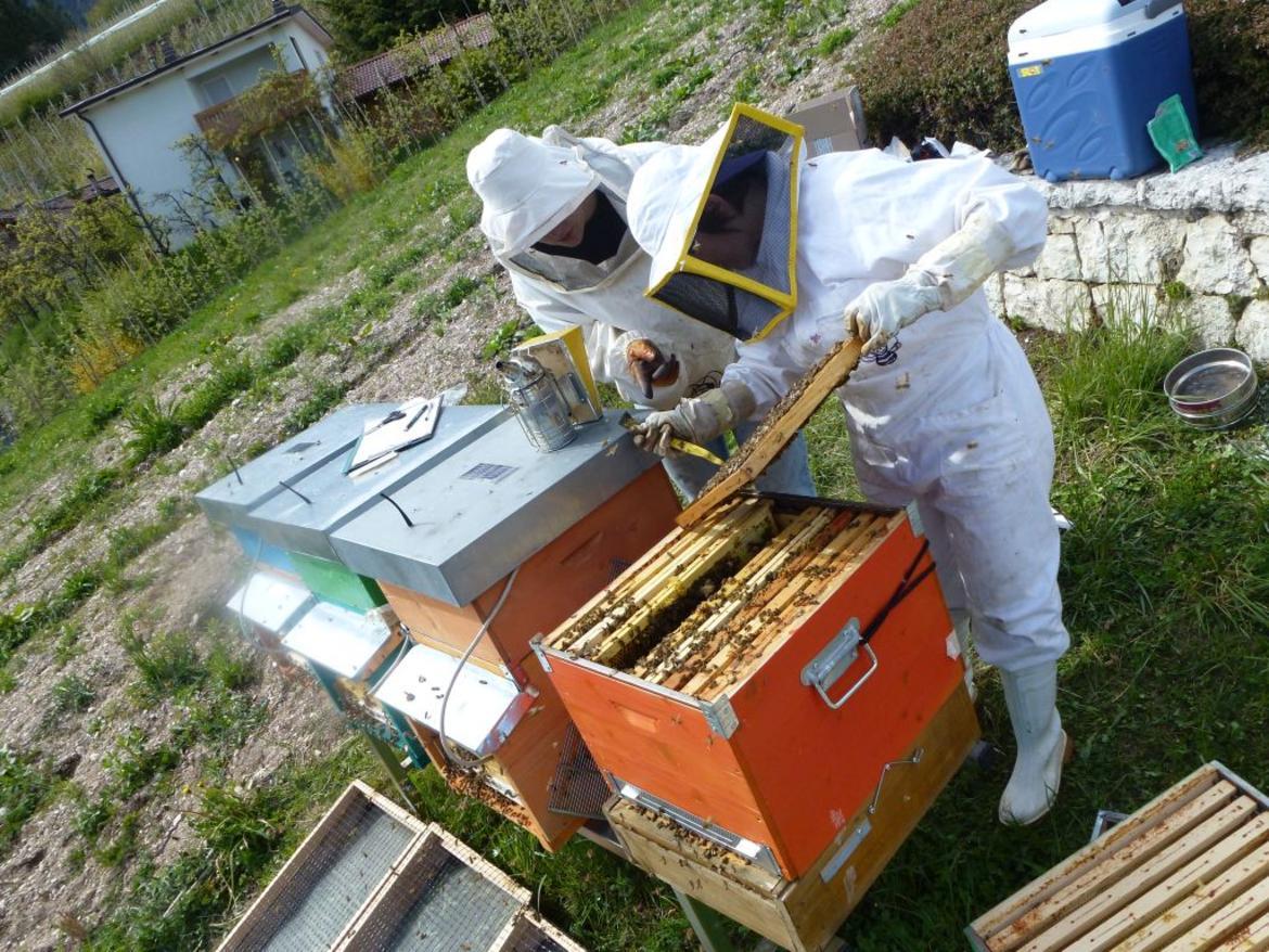 A disposizione per associazioni e apicoltori singoli oltre 100mila euro. Domande entro il 15 marzo.