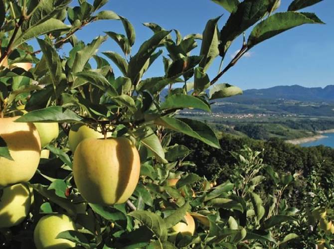 Il ruolo extra dell'agricoltura in Val di Non oggi e domani Convegno in calendario martedì 20 febbraio alle ore 18 alla sala convegni Cocea di Taio. Si parlerà della possibile evoluzione futura dello sviluppo economico in Valle di Non: dalla storica lungimiranza degli agricoltori all’emergente rivoluzione sociale e culturale.
