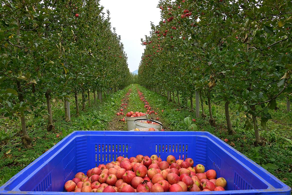PSR 2014-2020, adottate indicazioni per investire tutte le risorse disponibili e raggiungere gli obiettivi di spesa Sostegno all’agricoltura, si va verso l’utilizzo di tutte le risorse disponibili. Con un provvedimento proposto dall’assessore all’agricoltura Giulia Zanotelli, visto l’approssimarsi della chiusura dell’attuale programmazione, la Giunta provinciale ha infatti adottato indicazioni operative per ottimizzare l’utilizzo delle risorse ancora disponibili del piano finanziario del Programma di Sviluppo Rurale 2014-2020, accogliendo un numero maggiore di domande presentate sui diversi bandi, in particolare per contributi per investimenti nelle aziende e per i premi. Questo in considerazione del fatto che le domande presentate sui diversi bandi sono numerose e assommano richieste di aiuti superiori ai budget disponibili.