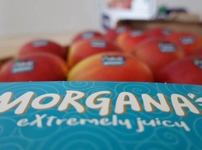 La succosità di Morgana incanta il mercato europeo Oltre le aspettative i risultati della campagna di vendita in Italia e Germania. La shelf life particolarmente elevata ne consente la commercializzazione fino a 12 mesi.