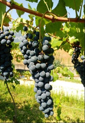Sono state registrate quattro nuove varietà tolleranti alla peronospora ed oidio.