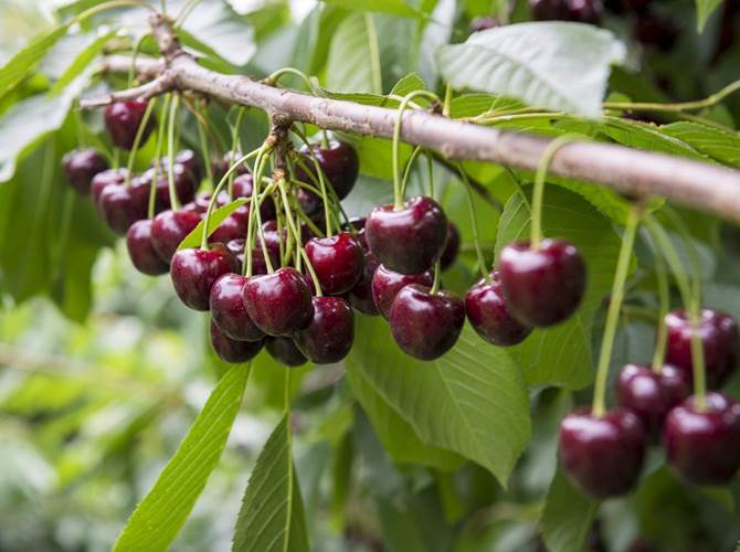 Campagna ciliegie: Melinda anticipa la raccolta Rispetto alla stagione record del 2019, quest’anno è prevista la riduzione di un terzo del prodotto. Il livello qualitativo risulta tuttavia eccellente, grazie principalmente ai sistemi di protezione degli impianti.