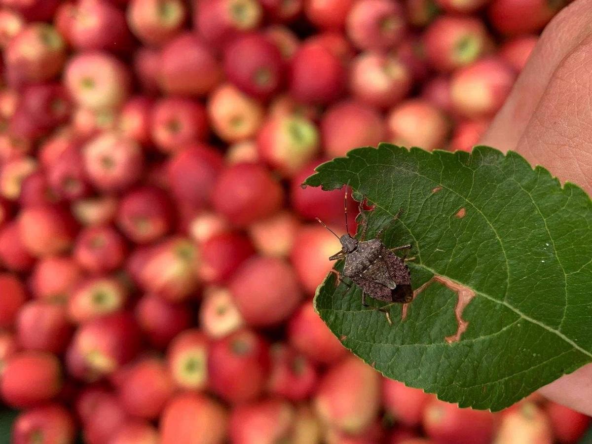 Sfalci e buone pratiche contro la cimice asiatica, il vademecum Fem per il mondo agricolo Il documento del Centro Trasferimento Tecnologico è stato diffuso nei giorni scorsi agli agricoltori.