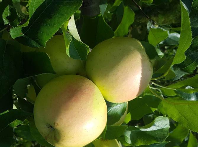 Si complica ancora una volta l’export europeo verso l’India È del 21 agosto scorso il provvedimento del Food Safety and Standards authority of India che sancisce l’obbligatorietà a partire dal 1° gennaio 2021 di una certificazione GMO-free per le spedizioni nel paese di una serie di prodotti europei, tra cui le mele.