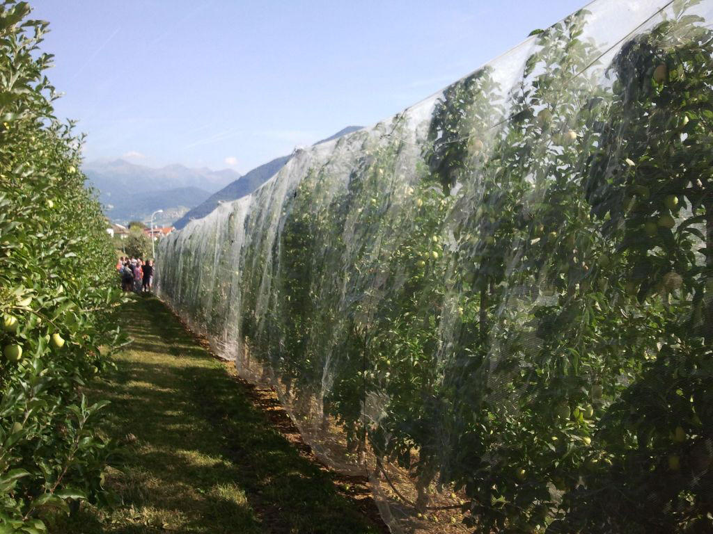 Dal 10 dicembre al 20 febbraio 2020 gli agricoltori non associati ad organizzazioni di produttori potranno presentare domanda per ottenere dalla Provincia un contributo per l'acquisto e la posa di reti di protezione dai danni causati agli impianti frutticoli dalla Drosophila Suzukii e dalla Cimice asiatica. Lo stabilisce la delibera dell'assessore all'agricoltura Giulia Zanotelli, approvata oggi dalla Giunta provinciale, sui criteri di concessione di tali contributi.