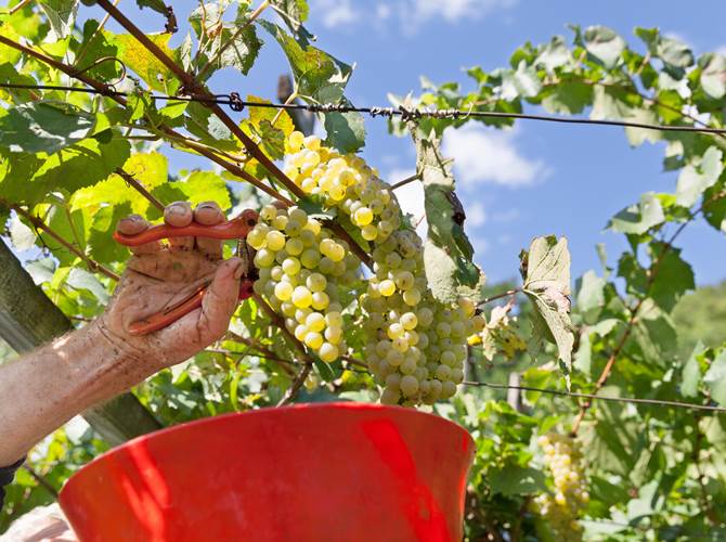 Consorzio Vini del Trentino: Pasolli vicepresidente Si è tenuto lunedì 8 marzo il primo Consiglio di Amministrazione appena eletto nella recente assemblea dello scorso 26 febbraio per il triennio 2021-2023, che prevedeva all’ordine del giorno la nomina del vicepresidente del Consorzio Vini del Trentino.