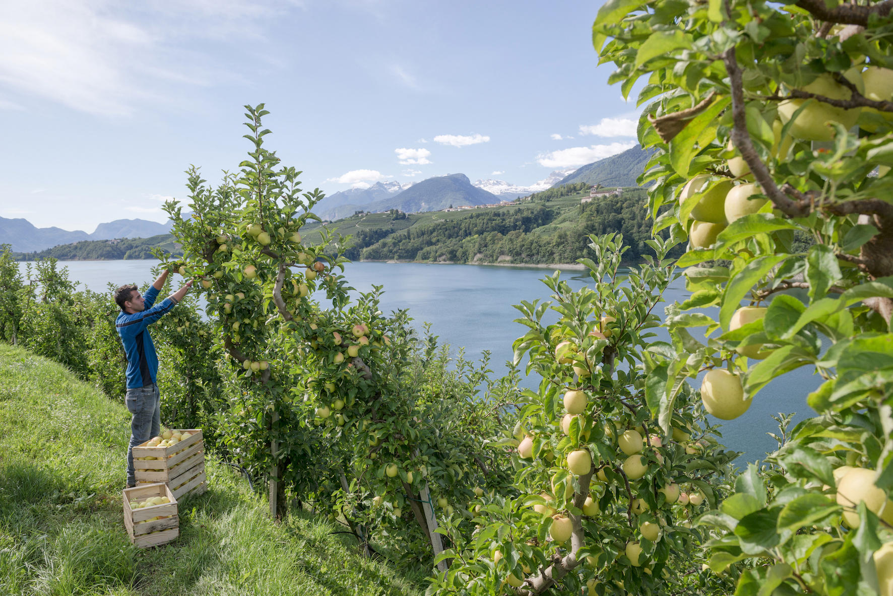 Melinda e la Val di Non offrono nuove opportunità ai turisti, attraverso idee e iniziative legate al mondo agricolo. Fiore all’occhiello 2018 sarà il “Golden Theater”, prima struttura del suo genere che racconterà i segreti dell’unica mela al mondo conservata nelle rocce delle Dolomiti.