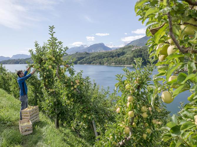 Mele e turismo? Oggi si può Melinda e la Val di Non offrono nuove opportunità ai turisti, attraverso idee e iniziative legate al mondo agricolo. Fiore all’occhiello 2018 sarà il “Golden Theater”, prima struttura del suo genere che racconterà i segreti dell’unica mela al mondo conservata nelle rocce delle Dolomiti.