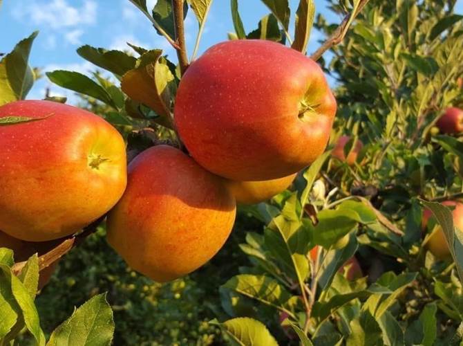Le previsioni di produzione di mele per la stagione 2019/2020 Nella splendida cornice del Castello di Alden Biesen, in Belgio, i produttori melicoli europei si sono riuniti come di consueto in occasione della conferenza Prognosfruit per conoscere e commentare le previsioni di produzioni di mele per la stagione 2019/2020.