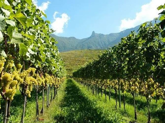 A Campo Lomaso dal 7 al 31 maggio Quattro serate dedicate a far degustare e a far apprezzare le peculiarità di altrettante eccellenze enologiche del territorio.