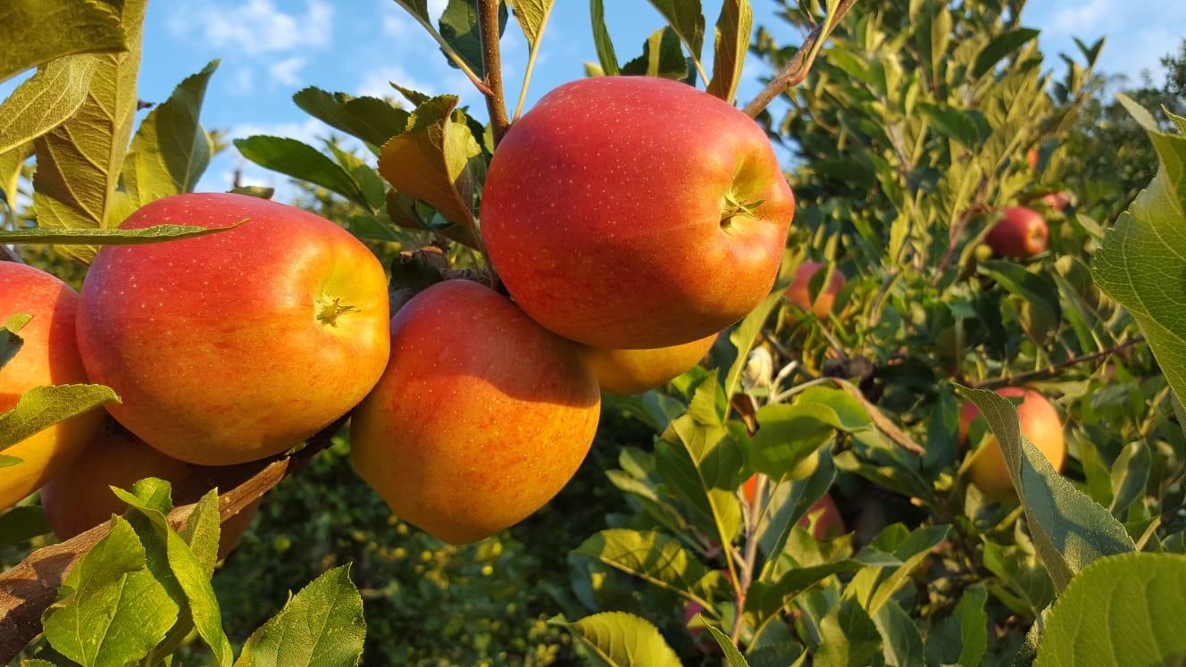 Prevista una qualità ottimale delle mele grazie al meteo ideale e all’impegno quotidiano dei melicoltori. 