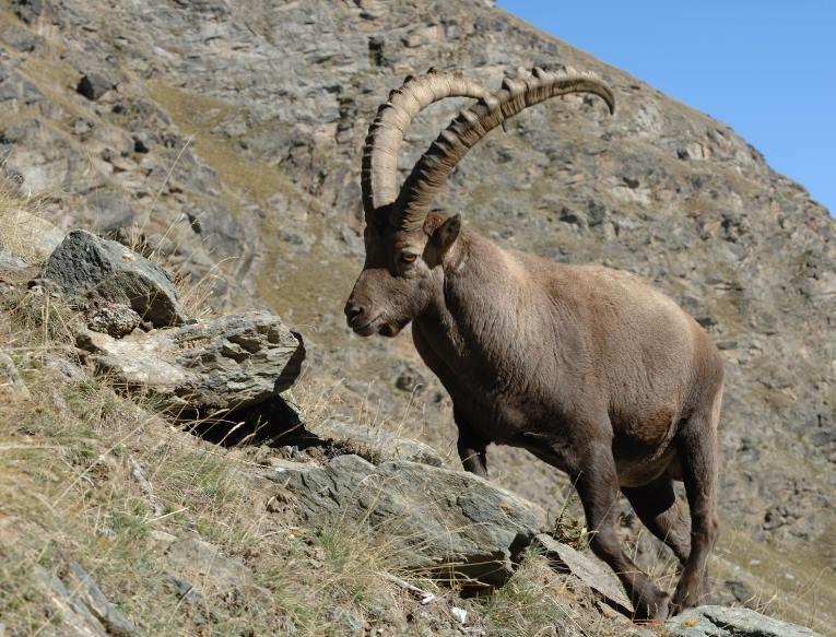 Istituito dalla Giunta il nuovo Servizio Faunistico, distinto da quello Forestale Proseguendo nelle azioni volte a rafforzare il settore della gestione della fauna selvatica ed ittica, la Giunta provinciale, nella sua ultima seduta, ha disposto, tra le altre cose, l'istituzione di un nuovo servizio provinciale, il Servizio faunistico, scorporando le materie di competenza dall'esistente Servizio foreste e fauna, che diventerà quindi Servizio foreste. “Rivestendo il Servizio foreste e fauna lo spettro di competenze più ampio, si è ritenuto di scorporare le competenze in materia di fauna selvatica ed ittica così come quelle in materia di gestione dei grandi carnivori, in particolare orso e lupo. Infatti, tutta la gestione della fauna selvatica ed ittica ha visto negli anni aumentare in misura rilevantissima le necessità amministrative, organizzative e operative, sia in termini di responsabilità, che di numero di giornate uomo dedicate, tanto da far emergere un eccessivo onere in termini di carico di attività in capo al Servizio Foreste e fauna.