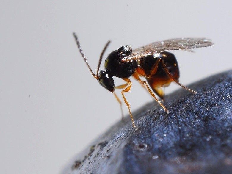 Drosophila suzukii, il Ministero ha autorizzato ad importare il parassitoide a fini sperimentali Importante passo in avanti nella lotta contro il moscerino dei piccoli frutti.