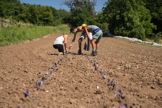 Giovani agricoltori: prorogato il termine per la rendicontazione delle iniziative Vi sono 6 mesi in più, secondo quando stabilito oggi dalla Giunta provinciale, su indicazione dell'assessore Zanotelli.