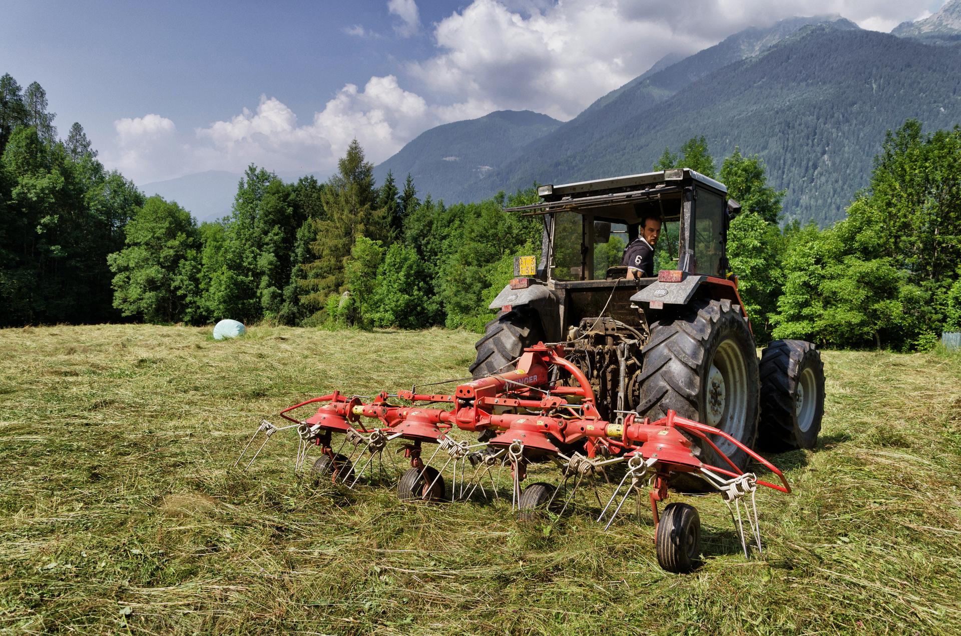 Buone notizie per gli agricoltori. Con un provvedimento firmato dall'assessore all'agricoltura Giulia Zanotelli, la Giunta provinciale ha rimodulato la pianificazione finanziaria delle risorse per il PSR 2014-2020 per quanto riguarda la Misura 10, quella relativa ai pagamenti agro-climatico-ambientali (premi per lo sfalcio dei prati, per l'alpeggio, razze in via di estinzione, produzioni vegetali di pregio da tutelare come la farina da polenta Spin di Caldonazzo e Gialla di Storo), aumentando la percentuale di contribuzione. 