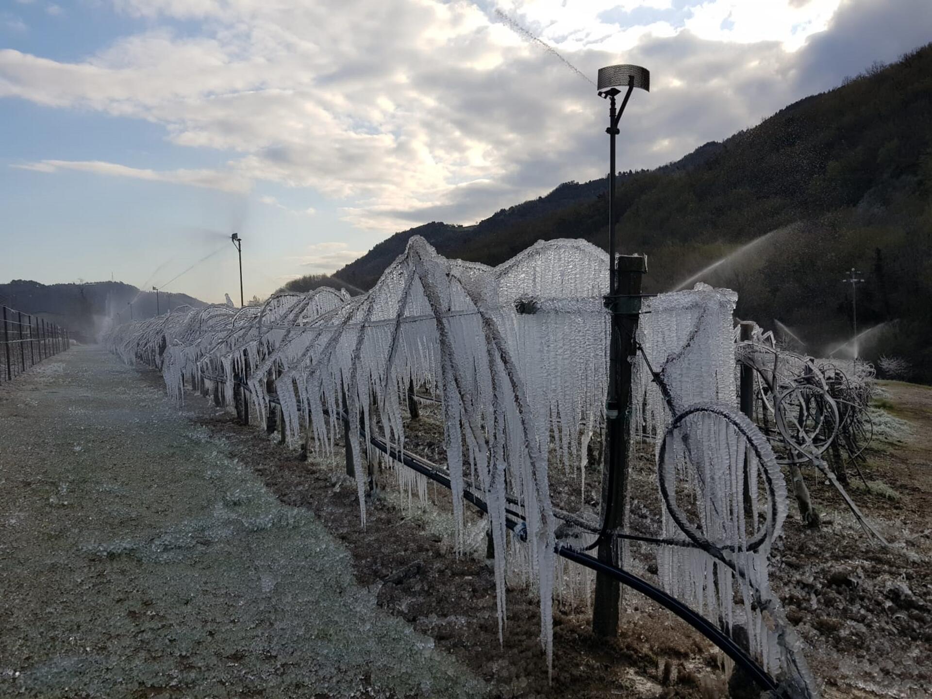 Gelate: realizzato il primo report sui danni della frutta estiva. Le perdite ammontano a 862 milioni di euro L’analisi, realizzata da Cso Italy per conto di Alleanza cooperative, analizza i danni per pesche, albicocche, susino, ciliegie, includendo anche le perdite dell’indotto. Il coordinatore Ortofrutta Davide Vernocchi lancia un appello ai consumatori: “Scegliete frutta nazionale”.