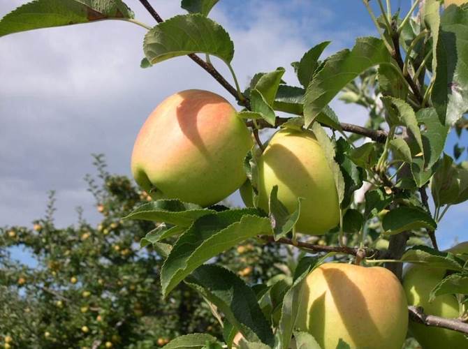 Mercato delle mele in Italia, continuano le vendite sostenute Il Comitato Marketing di Assomela ha esaminato le giacenze italiane all’inizio del mese e la situazione di mercato. Giacenze in calo del 15% rispetto allo stesso periodo del 2019.“Coronavirus”: le aziende italiane stanno lavorando alla massima capacità per garantire le forniture, ed hanno immediatamente adottato tutte le misure necessarie per proteggere il proprio personale e garantire il proseguimento delle attività.