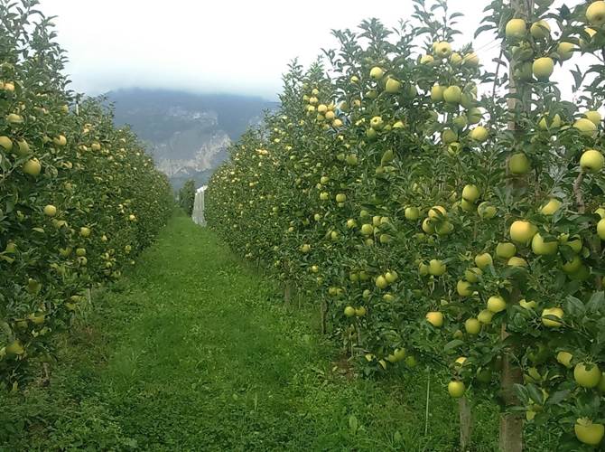 Progetto meleto sostenibile. Ecco i primi risultati Un progetto condiviso pubblico-privato per rendere la frutticoltura sempre più sostenibile che corrisponde appieno alla logica della Partnership Europea per l'Innovazione.