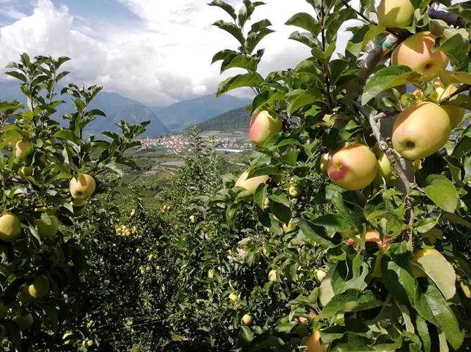 Diffuso in altri ambiti e aree economiche, per la prima volta sbarca in agricoltura, grazie a Cantina Toblino e Multiservizi.Con la firma davanti al notaio nella sede della Federazione è ufficialmente costituita la Agricoltura Virtuosa Trentina”, l’associazione con personalità giuridica formata dai sottoscrittori del contratto. Si avvia così la sperimentazione con 19 imprenditori agricoli soci cantina.Prima iniziativa, l’assunzione dei lavoratori per la vendemmia. Ma le potenzialità di collaborazione sono molto ampie.Il comitato di gestione sarà presieduto da Germano Preghenella, vice Bruno Lutterotti, consiglieri Leonardo Chemelli e Loris Brena.