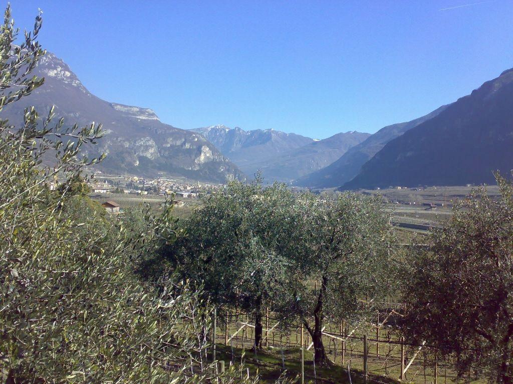 Olivicoltura trentina fotografata in una nuova pubblicazione Fondazione Edmund Mach Si preannuncia una buona annata per la coltivazione dell’olivo in Trentino che nel 2019, per una serie di concause climatiche e agronomiche, ha visto una perdita del prodotto di circa il 90%. I tecnici della Fondazione Edmund Mach spiegano che le prospettive quest’anno sono di una ottima fioritura, buona allegagione e si spera in un’altrettanta produzione di olive.