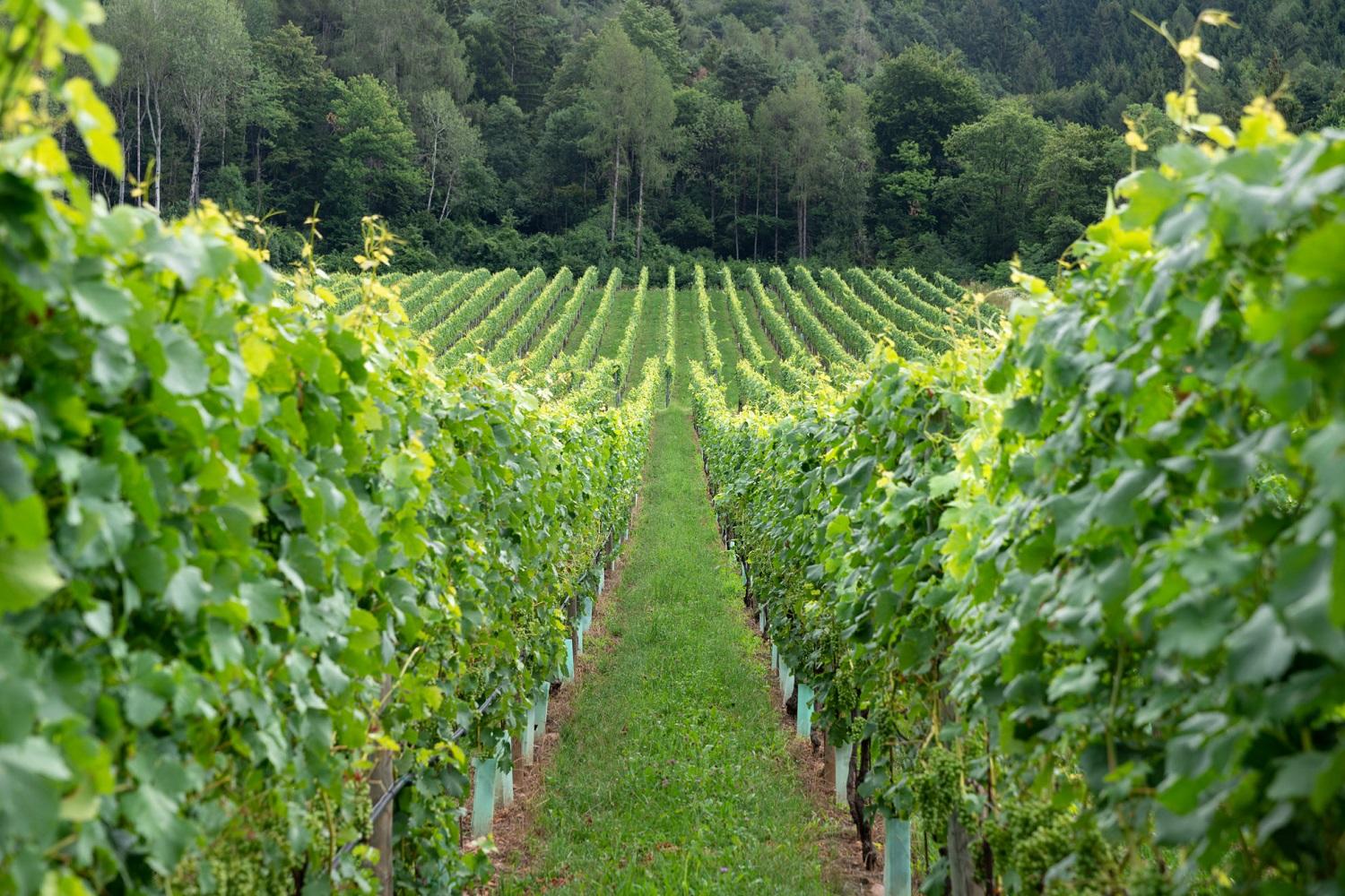 Clima e viticoltura, Fem coordina un progetto che coinvolge sei paesi europei. Al via il sondaggio in migliaia di cantine Studiare l’impatto del clima sulla viticoltura in Europa per favorire lo sviluppo di una comunità innovativa dove ricerca e industria mettano in comune i propri sforzi a favore di un'economia resiliente al cambiamento climatico.