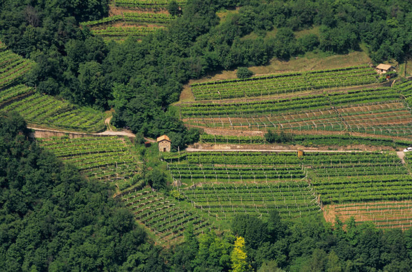 Emergenza Coronavirus: le imprese della filiera agroalimentare e distributiva italiana sono in prima linea al servizio del Paese “La drammatica situazione che stiamo attraversando a causa della pandemia del Covid-19 ha dimostrato in maniera inequivocabile quanto le imprese della filiera agricola, industriale, della pesca e distributive siano in prima linea a servizio del Paese, continuando ad assicurare con grande senso di responsabilità, non senza difficoltà, un costante rifornimento di prodotti agroalimentari di qualità, con gli standard più elevati a livello globale, in quantità sufficiente e a prezzi accessibili a tutti i consumatori, contribuendo in tal modo alla tenuta socio-economica dell’Italia”.