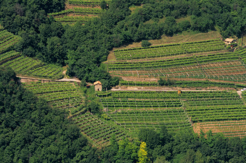 Sei un giovane e vuoi lavorare in agricoltura? È aperta la raccolta di candidature È in corso la raccolta di candidature per lavorare nel settore agricolo nel periodo agosto-novembre 2020, realizzata da Agenzia del Lavoro, in collaborazione con le Associazioni di categoria dell’Agricoltura (Confederazione Italiana Agricoltori, Confagricoltura, Coldiretti, Associazione contadini Trentini) e l’Ente bilaterale agricolo.