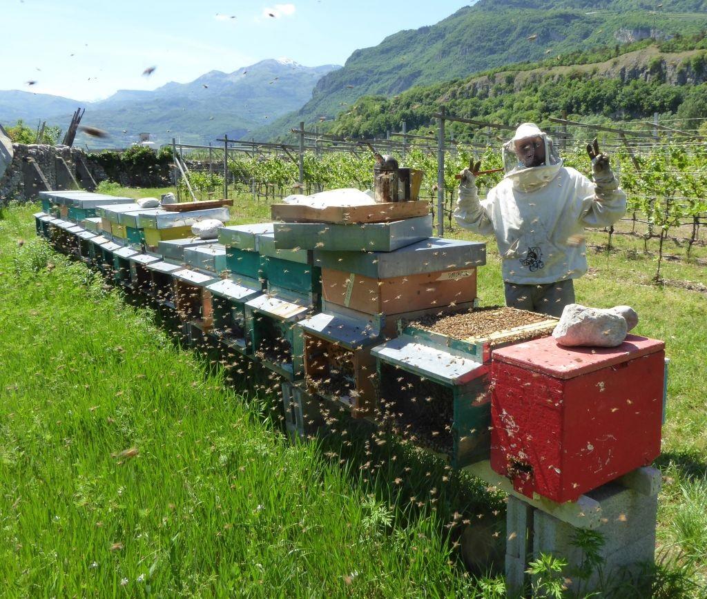 Le api della Fondazione Edmund Mach volano a “Geo” per la Giornata mondiale delle api Mercoledì 20 maggio alle ore 17.00 i progetti e gli alveari della Fem protagonisti su RaiTre.
