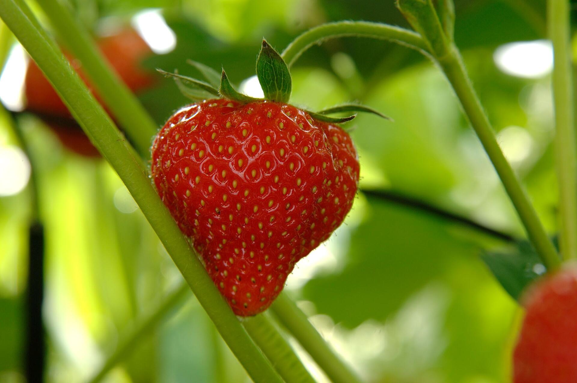 Giornata tecnica piccoli frutti: punto emergenza Drosophila Suzukii E' in programma giovedì 25 marzo, dalle 16 alle 18.30, la settima edizione della giornata tecnica dei piccoli frutti organizzata dalla Fondazione Edmund Mach. Al centro dell'incontro rivolto a produttori e tecnici del settore, ci saranno alcune esperienze condotte sia nell’ambito della gestione agronomica che in quello della difesa fitosanitaria verso alcuni insetti. A questo riguardo verranno illustrate le prospettive che si aprono nella lotta biologica con le modifiche legislative in ambito nazionale.
