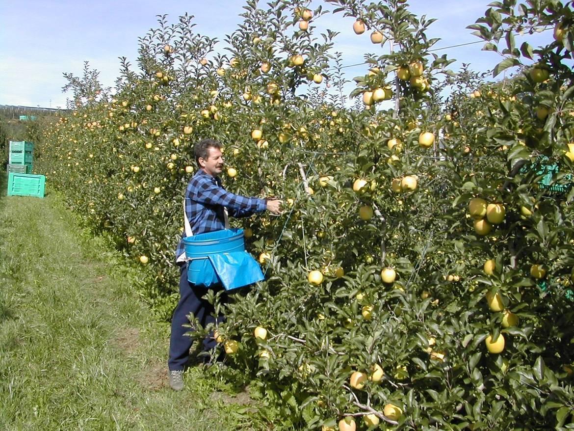 Coldiretti Trentino Alto Adige: Sos vendemmia e raccolta della frutta senza lavoratori rumeni “L’ordinanza che dispone la quarantena per i cittadini che negli ultimi 14 giorni abbiano soggiornato in Romania e Bulgaria firmata dal ministro della Salute, Roberto Speranza, risponde a motivazioni di tutela della salute pubblica, un tema che ha sempre visto Coldiretti in prima linea. Tuttavia non possiamo non manifestare forte preoccupazione per le possibili ricadute che questa avrà sul settore agricolo, già alle prese con il problema della mancanza della manodopera nei campi”.