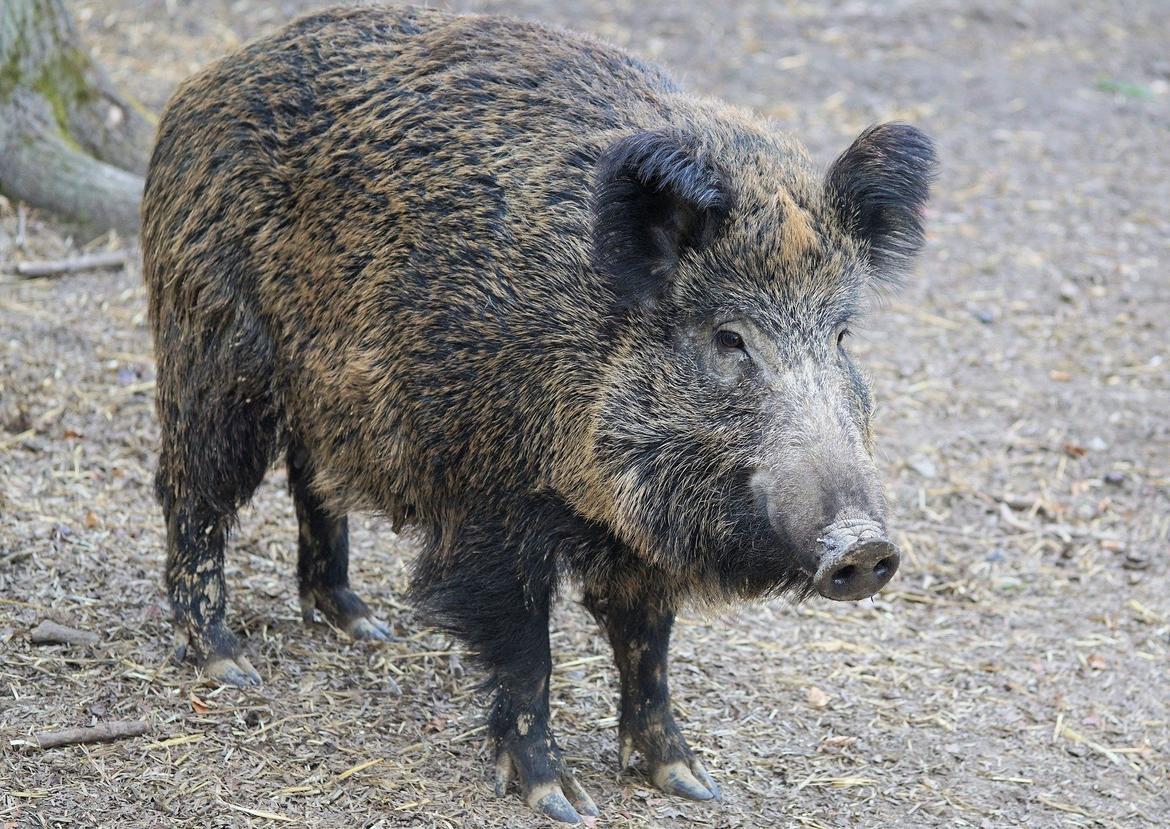 Controllo del cinghiale, approvata la nuova disciplina Con un provvedimento proposto dall’assessore Giulia Zanotelli, la Giunta provinciale ha approvato la nuova disciplina che regola il controllo del cinghiale in provincia di Trento. L'obiettivo è riordinare la materia per renderla più chiara ed accessibile lasciandone intatta la sostanza, frutto dell’esperienza acquisita e del confronto con i soggetti interessati. Dall'applicazione della disciplina in vigore, aggiornata nel 2019 con l'obiettivo di semplificare e rendere maggiormente efficace il controllo della specie, è emersa la necessità di riorganizzare ancora la materia.