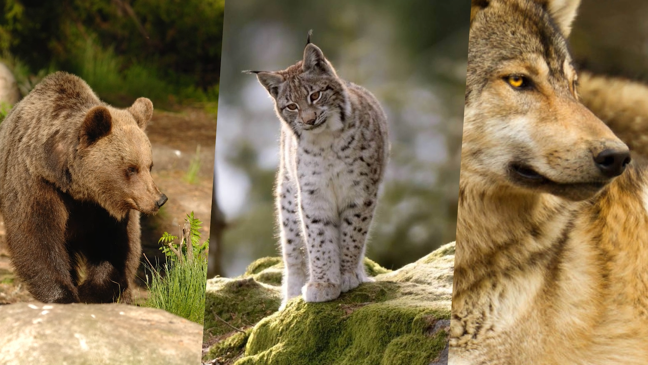 Grandi carnivori: presentato il “Rapporto 2020” della Provincia autonoma di Trento Un centinaio di esemplari di orso, almeno 17 branchi di lupo, una lince e un nuovo nucleo di sciacallo dorato. Ecco i grandi carnivori presenti nel territorio trentino, secondo la fotografia scattata dal Rapporto grandi carnivori 2020, che offre un quadro aggiornato e di dettaglio sullo status di questi esemplari e sulle molteplici attività gestionali condotte nel corso dell’anno.