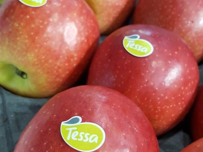 Presentata Tessa®. Nuovo buon frutto Il rafforzamento dell’accordo fra il Consorzio Melinda e il Consorzio La Trentina, oltre che dallo sviluppo della commercializzazione e promozione del prodotto, passa anche attraverso un ambizioso progetto di rinnovo varietale.