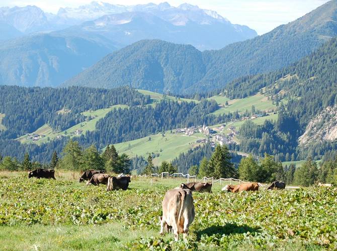 È partita la stagione dell'alpeggio in Trentino: focus su formaggi con la  Al via in questi giorni la stagione dell’alpeggio: salgono ai pascoli circa 17.000 bovini, di cui circa 9.000 da latte. Si tratta della più antica pratica zootecnica, da cui prendono forma prodotti con aromi e sapori inconfondibili, come la linea Sapori di Malga del Gruppo Formaggi del Trentino.
