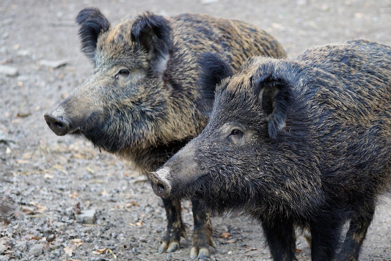 Nuove misure per il contenimento del cinghiale Per contrastare i danni causati dai cinghiali alle coltivazioni e ad alcune componenti dell’ecosistema la Provincia ha adottato, ormai da diversi anni, una disciplina di controllo che punta a mettere in campo azioni più incisive rispetto alla normale pratica venatoria.