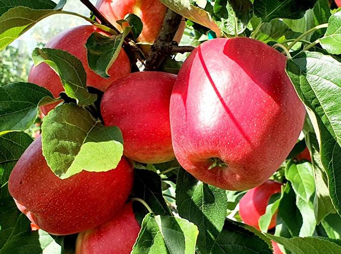 A pochi giorni dall'avvio delle vendite Sweetango® si conferma unica e vera  Primissima mela della stagione ad essere raccolta, tra le top di gamma delle nuove varietà Club Melinda, SweeTango® si conferma essere la regina di fine estate, conquistando il favore di clienti e consumatori che l’hanno subito decretata quale frutto ideale per questa fase stagionale, dove il ricordo dell’estate abbraccia le prime brezze autunnali.