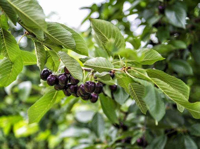 Ciliegie: il 2018 si conferma un'annata di produzione record Fatturato record. Il best seller è il mini formato.