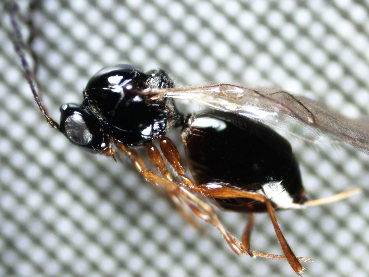 Drosophila suzukii, identificato in Trentino un parassitoide alieno che integrerà l’azione del Ganaspis nella lotta biologica Su un ciliegio della valle dell’Adige trovato da Fondazione Edmund Mach un insetto in grado di contrastare efficacemente la Drosophila suzukii.