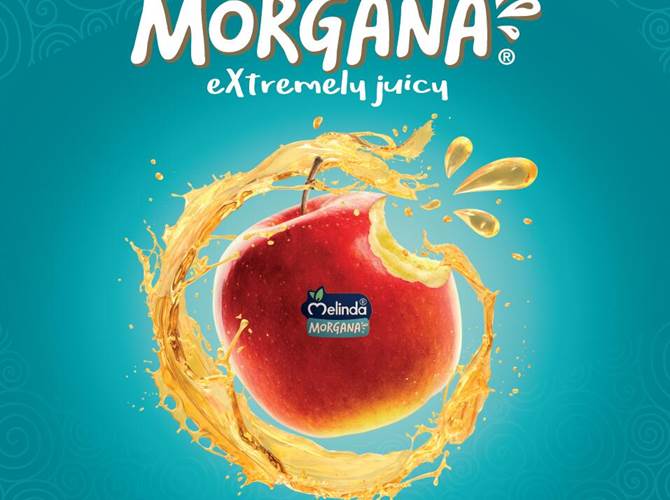 Melinda Morgana®: al via la nuova stagione Si apre la campagna commerciale di una delle ultime Varietà Club introdotte dal Consorzio, che si distingue per l’estrema succosità della polpa.