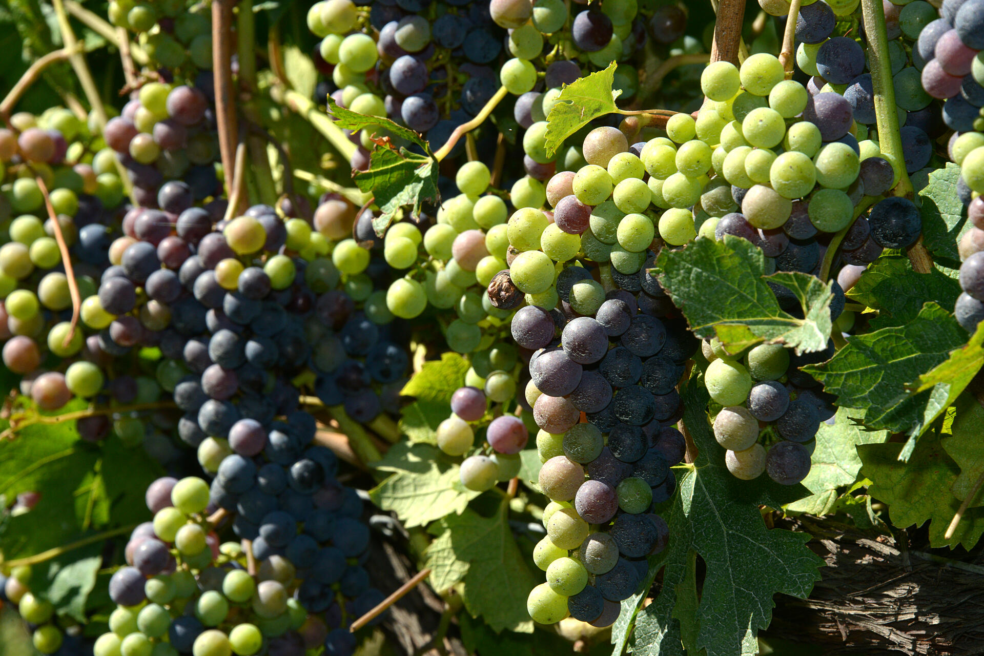 Agricoltura sostenibile e di qualità, Trentino all’avanguardia in Italia Con riferimento all’articolo pubblicato da un quotidiano locale rispetto a quanto emerso in occasione dell’importante e prezioso approfondimento sul tema dei prodotti fitosanitari organizzato ieri dal Consiglio provinciale l’assessore Giulia Zanotelli, al fine di assicurare una corretta informazione, intende fornire alcune precisazioni. “Preliminarmente, - spiega l’assessore - spiace rilevare come la rappresentazione di quanto comunicato dai qualificati relatori che hanno partecipato alla Conferenza d’informazione sia stata del tutto parziale, tralasciando, di fatto, di riprendere, anche solo in modo sintetico, i grandi progressi che il Trentino, e l’agricoltura trentina in particolare, hanno realizzato in questi anni sui fronti della sostenibilità, della salubrità, della qualità e della promozione della coltivazione biologica".