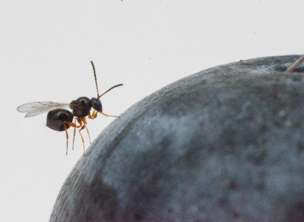 Drosophila suzukii, pronto il dossier su Ganaspis brasiliensis in attesa dell'autorizzazione al rilascio Ancora un passo in avanti nella lotta contro la Drosophila suzukii. La Fondazione Edmund Mach ha predisposto il dossier di valutazione del rischio del Ganaspis brasiliensis, il parassitoide importato lo scorso anno dalla Svizzera in grado di contrastare il moscerino asiatico dei piccoli frutti che sta causando ingenti danni alle coltivazioni, anche in Trentino.