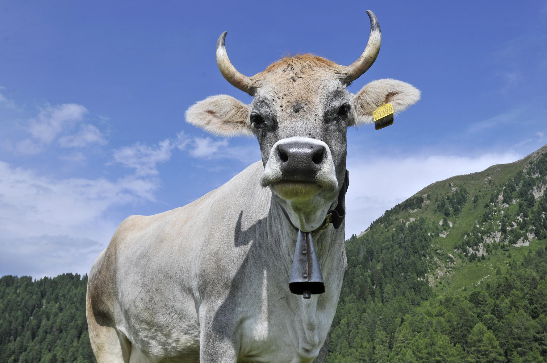 Il 20 maggio a Cavalese si celebra la biodiversità Un convegno in diretta streaming dedicato alla ricchezza agricola e alimentare del Trentino.