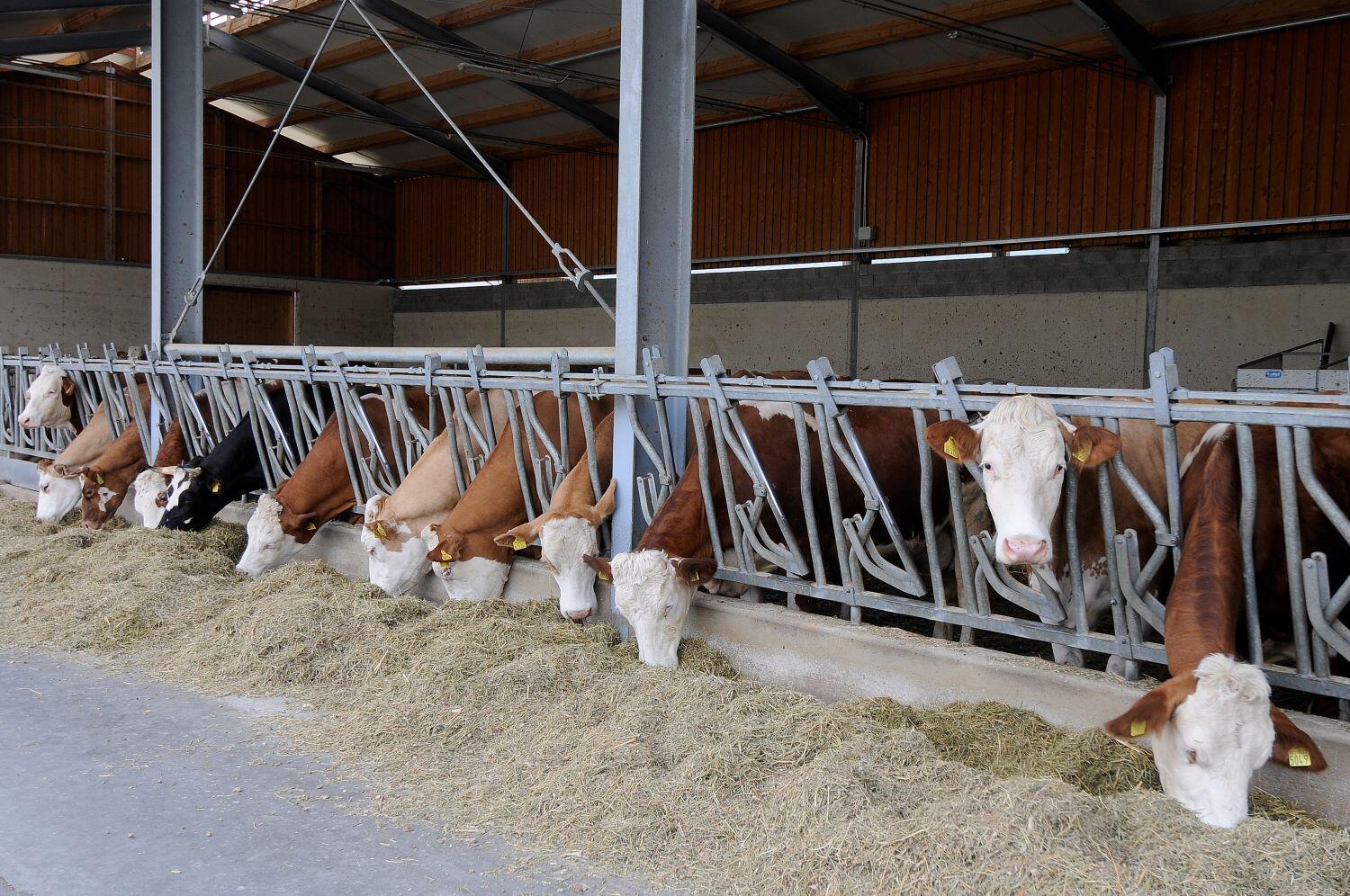 Alimentazione degli animali: approvato il Piano di controllo triennale Adottato il “Piano nazionale di controllo ufficiale sull’alimentazione degli animali 2021-2022-2023”, emanato dal Ministero della Salute e la relativa pianificazione annuale, definita dal Dipartimento salute e politiche sociali, relativa ai campionamenti da effettuare sul territorio provinciale nel settore dell’alimentazione animale in questo triennio.
