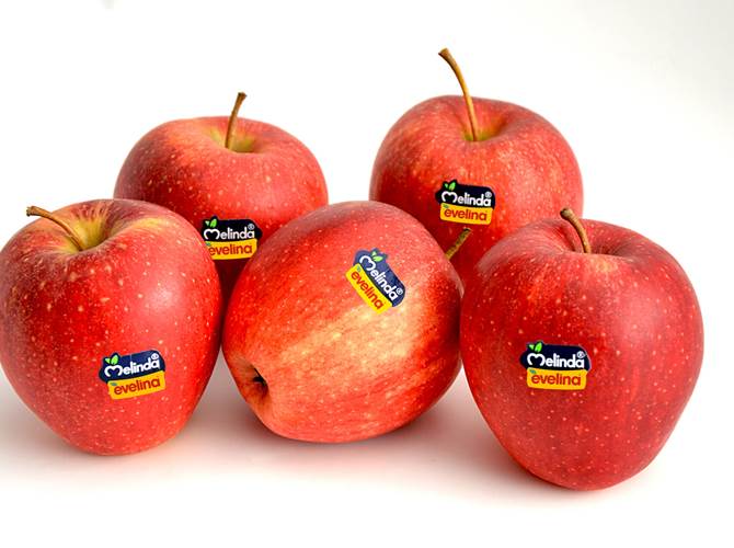 Evelina, Melinda anticipa la stagione di vendita Dopo l’ottima performance di vendita dello scorso anno, la prima varietà Club di Melinda sarà distribuita già a partire da questa settimana, sia nelle catene della Grande Distribuzione che nei mercati tradizionali.