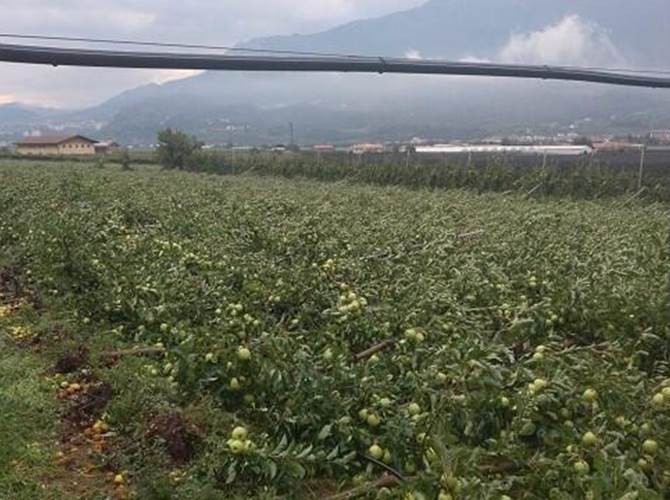 Maltempo, la solidarietà di Simoni agli agricoltori. Danni ingenti a uva e mele È successo tutto in dieci minuti, venerdì sera a sud di Trento, nelle campagne a sud di Trento.Trecento ettari di meleti, 27 di vigneti, totalmente o parzialmente compromessi. In molti casi anche nei prossimi anni, perché la tromba d’aria ha sradicato anche le piante.Stamani il presidente della Federazione Roberto Simoni, accompagnato dal direttore generale Alessandro Ceschi e dal referente agricolo Michele Girardi, ha fatto visita alle zone colpite ed espresso la solidarietà del mondo cooperativo.Un danno solo in parte mitigato dall’assicurazione.