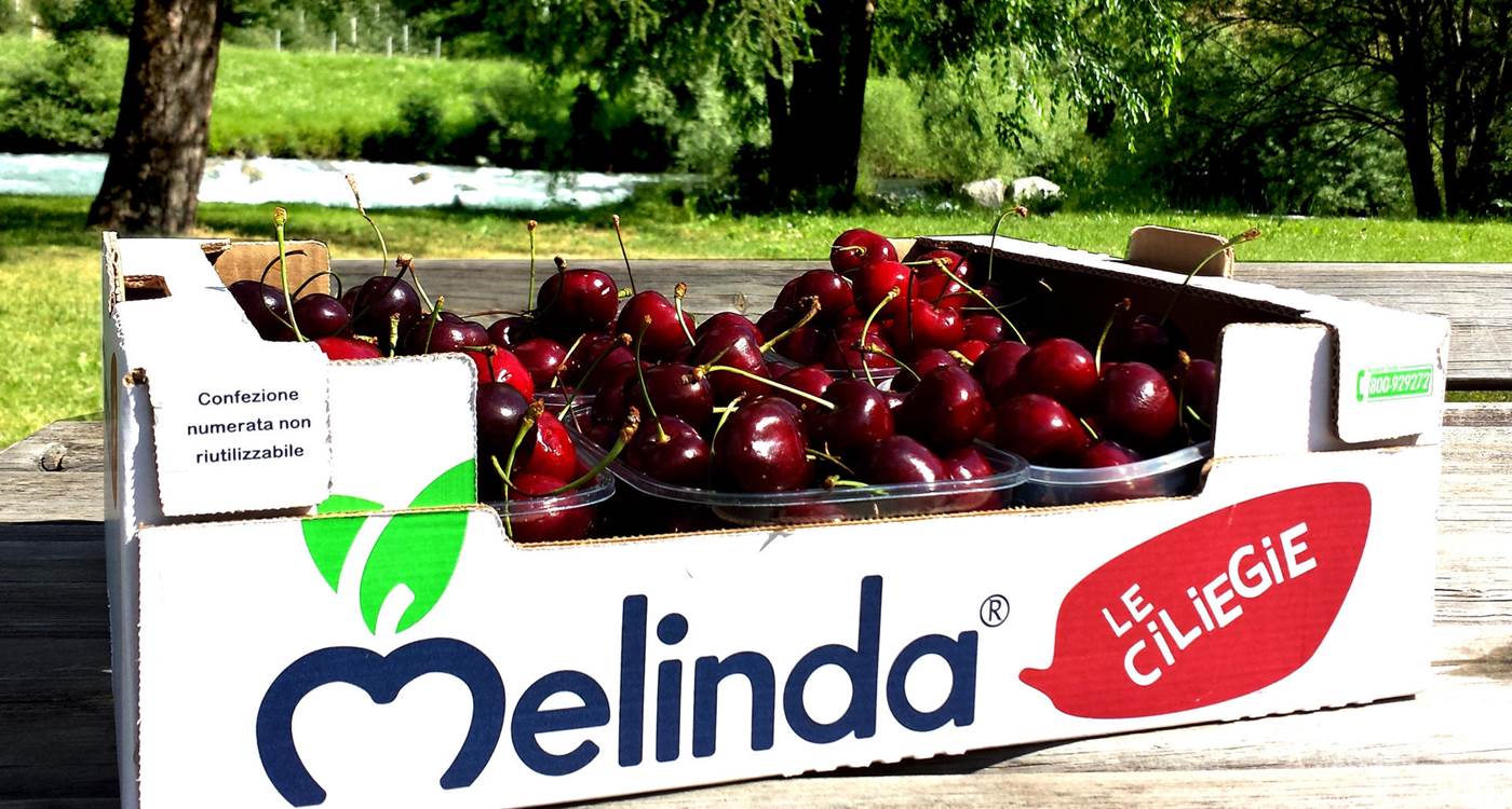 In arrivo sulle tavole tutti i frutti rossi prodotti in Trentino. Più che buone le aspettative per le ciliegie. Anche quest’anno, grazie al meteo favorevole nelle Valli del Noce, la produzione sarà cospicua e di alta qualità.