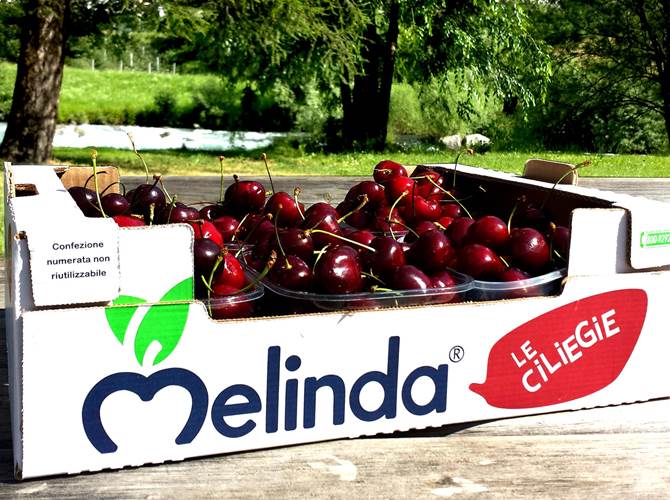 La bontà ha un solo nome In arrivo sulle tavole tutti i frutti rossi prodotti in Trentino. Più che buone le aspettative per le ciliegie. Anche quest’anno, grazie al meteo favorevole nelle Valli del Noce, la produzione sarà cospicua e di alta qualità.