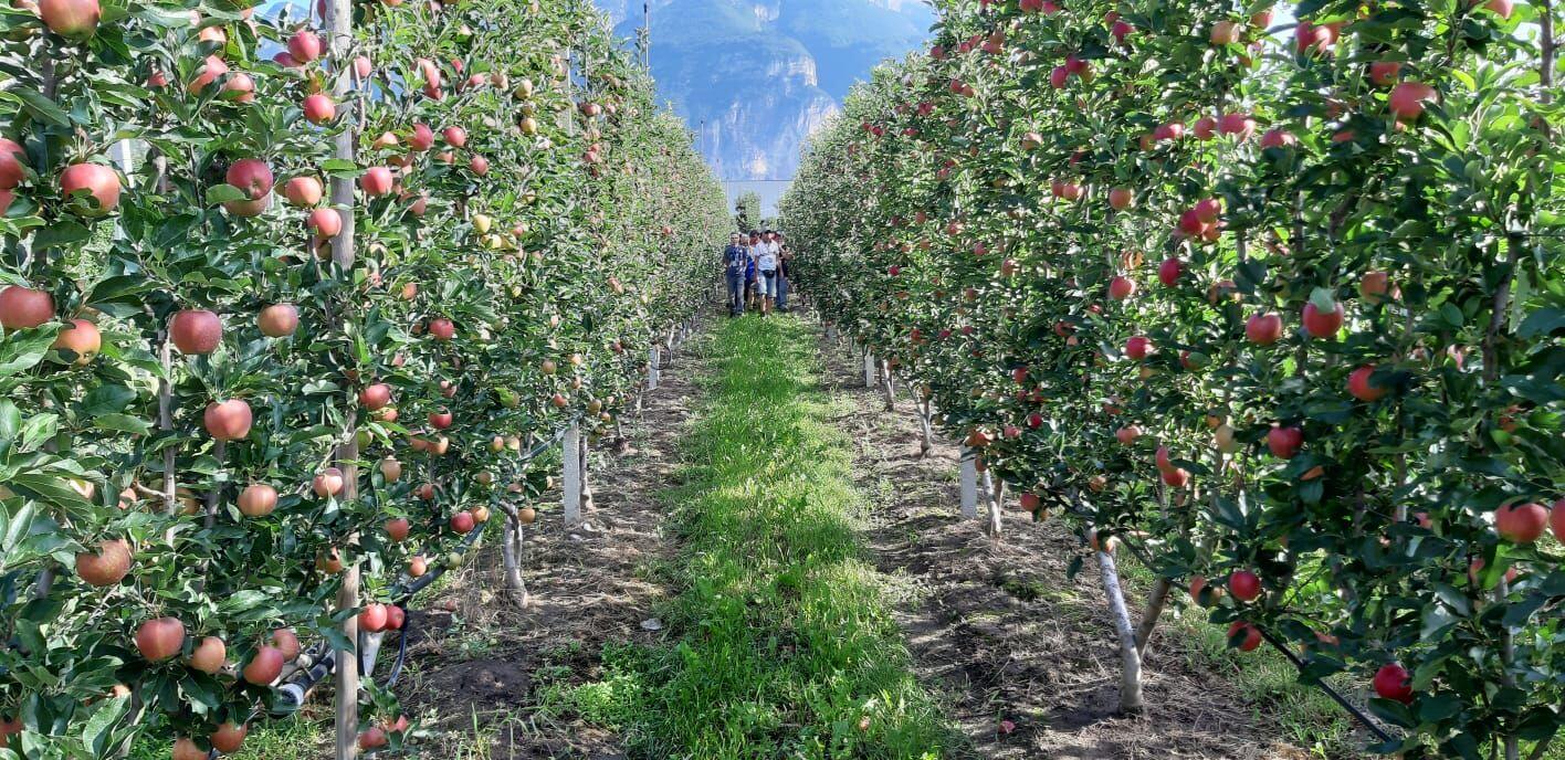 Insediamento giovani agricoltori, nuovo bando L’assessore Zanotelli: “Si apre alla raccolta delle domande con le risorse ora disponibili che saranno integrate non appena assegnate le nuove risorse Feasr”.
