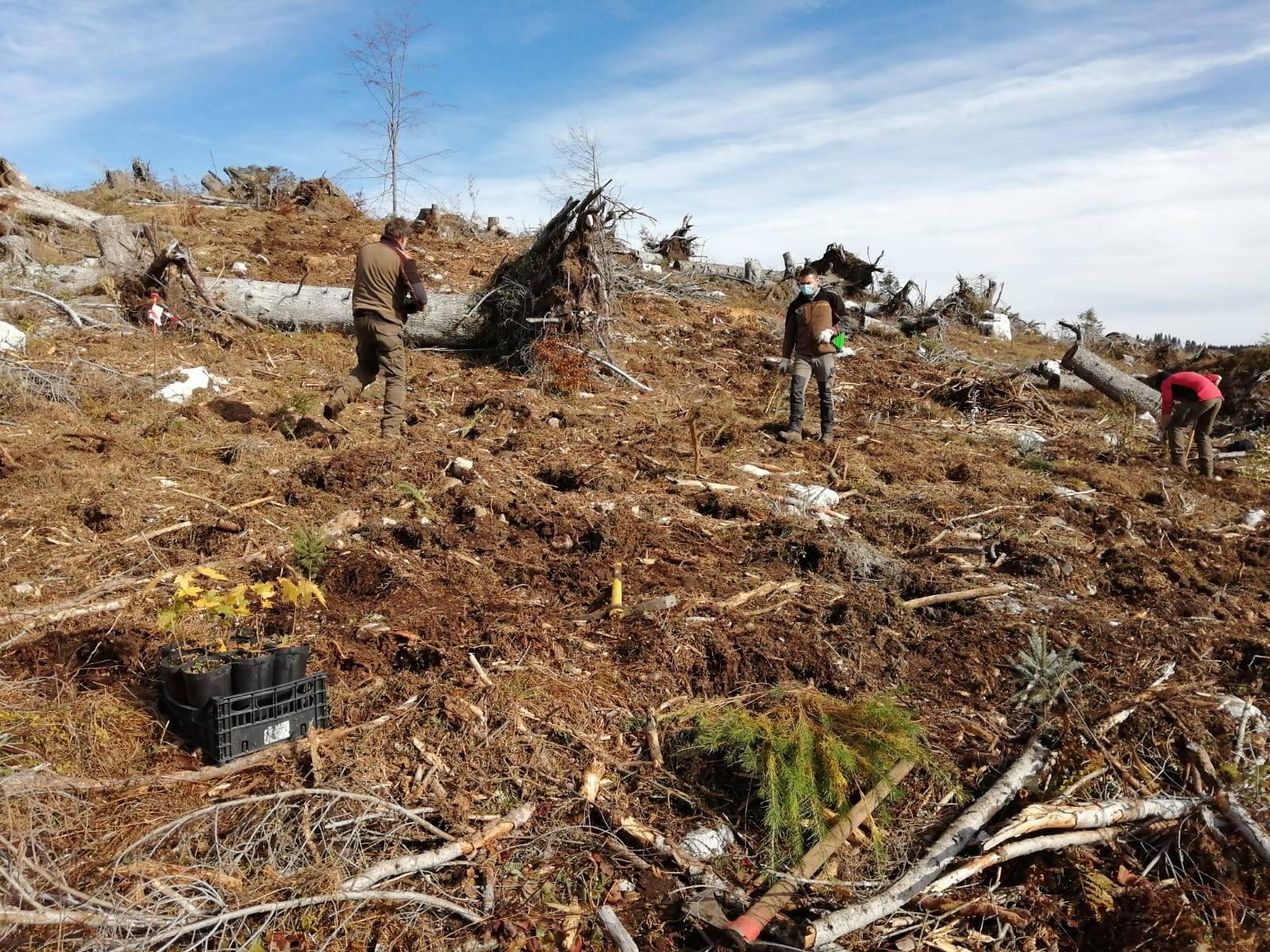 Vaia, 1,2 milioni di contributi per il ripristino delle foreste colpite Gli interventi di rimozione e recupero di alberi e tronchi abbattuti dalla tempesta Vaia sono ancora in corso. Tanto è l’impegno degli operatori sull’intero territorio, a poco più di due anni dalla tempesta che ha cambiato l'aspetto delle foreste del Trentino. Un lavoro prezioso, sulla base del quale l’assessore Giulia Zanotelli ha portato in Giunta la delibera che definisce i criteri e le modalità per la concessione di contributi per il rimborso fino ad un massimo del 50% dei costi sostenuti dai soggetti attuatori, ossia i proprietari forestali più colpiti da Vaia e riconosciuti in uno specifico elenco previsto nel Piano d'azione per la gestione degli interventi di esbosco e ricostituzione dei boschi danneggiati dagli eventi atmosferici dell’ottobre 2018.