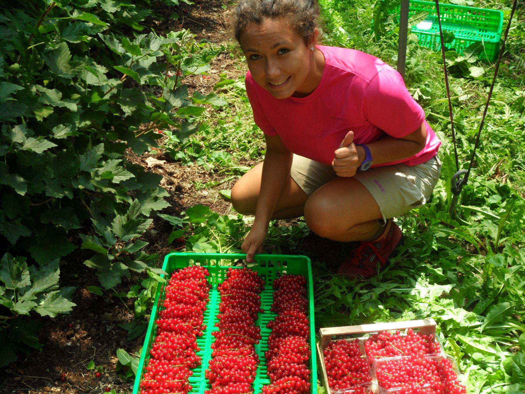 I dati del primo semestre 2019 elaborati dall'Ufficio Studi e ricerche della Camera di Commercio di Trento rivelano che 1 impresa giovanile su 4 è gestita da una donna. Dal settore agricolo le iscrizioni più numerose.